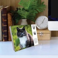 Willow Creek Press 2024 Daily Desk Calendar 5.2"x6.2" Cats -Office Supplies GUEST 04bf2889 6e17 4319 9fee c38dfea3a1f5