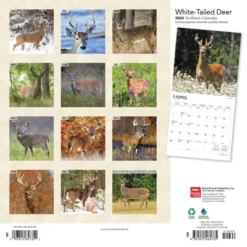 Browntrout 2024 Wall Calendar 12"x12" White Tailed Deer