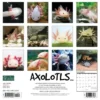 Willow Creek Press 2024 Wall Calendar 12"x12" Axolotls