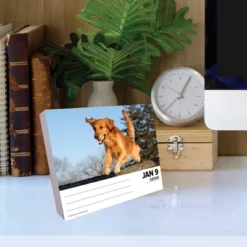 Willow Creek Press 2024 Daily Desk Calendar 5.2"x6.2" Goldens -Office Supplies GUEST 39a8d617 6ce9 4367 a6bd 79724e8213a6