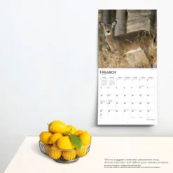 Browntrout 2024 Wall Calendar 12"x12" White Tailed Deer -Office Supplies GUEST 4cbcffc1 58b9 47de b5a0 f4c7e7c0660b