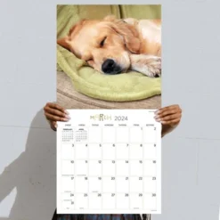 TF Publishing 2024 Wall Calendar 12"x12" Dog Dreams -Office Supplies GUEST 6eae2f1a 2020 4886 99ea 341427ccad87
