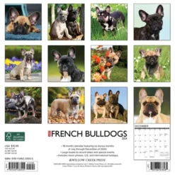 Willow Creek Press 2024 Wall Calendar 12"x12" Just French Bulldogs